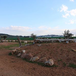Scimitar-horned oryx enclosure, February 2016