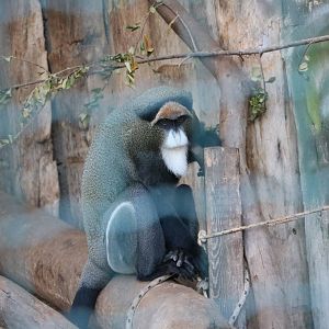 De Brazza's monkey, February 2016