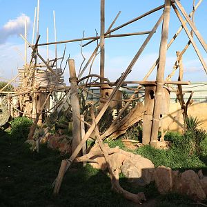 Coati enclosure, February 2016
