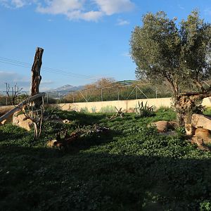 Part of the Angolan lion enclosure, February 2016