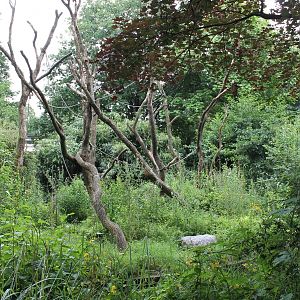 ?quatorium : Enclosure Siamang