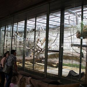 ?quatorium : Borneo orang utan indoor-enclosure