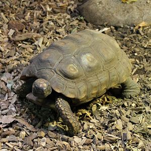 ?quatorium : Red-footed tortoise