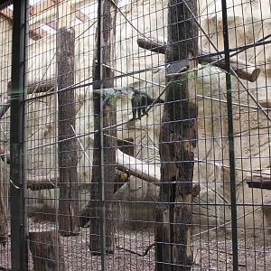 ?quatorium : Indoor-enclosure DeBrazza enclosure