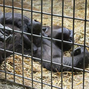 ?quatorium : Western lowland gorilla with baby