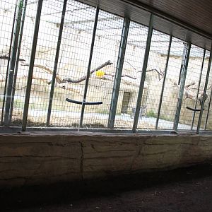 ?quatorium : Indoor-enclosure White-naped mangabey