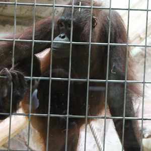 ?quatorium : Borneo Orang utan