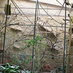 ?quatorium : Enclosure Cotton-top tamarin