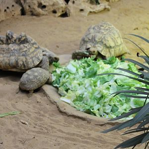 ?quatorium : Leopard tortoises