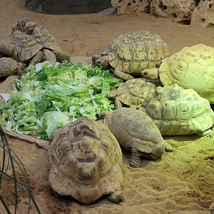 ?quatorium : Leopard tortoises
