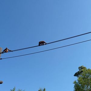 New Orangutan Forest, July 2016