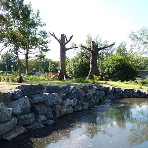 New Orangutan Forest, July 2016