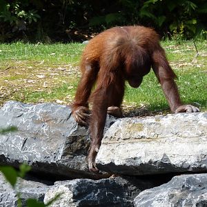 New Orangutan Forest, July 2016