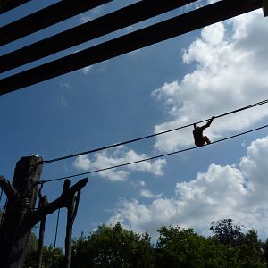 New Orangutan Forest, July 2016