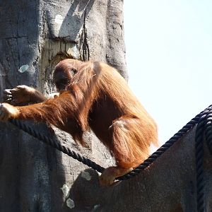 New Orangutan Forest, July 2016