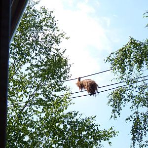 New Orangutan Forest, July 2016