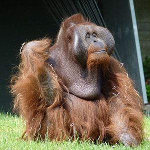 Male Orang, Sibu, July 2016
