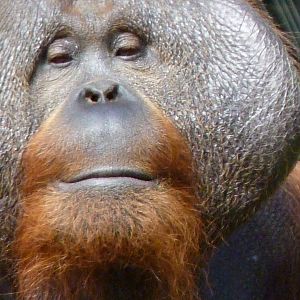 Male Orang, Sibu, July 2016