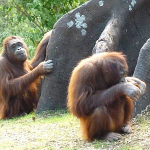 New Orangutan Forest, July 2016