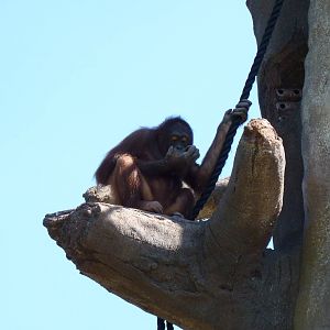 New Orangutan Forest, July 2016