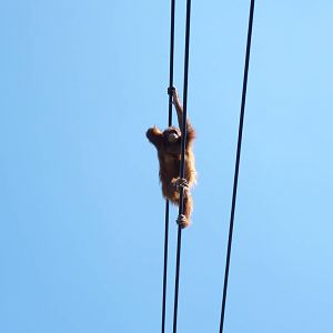 New Orangutan Forest, July 2016