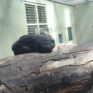 Gorilla show den, July 2016