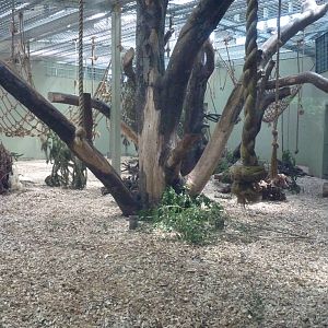 Gorilla show den, July 2016