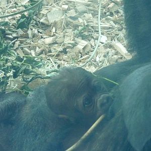 3 day old gorilla infant, July 2016