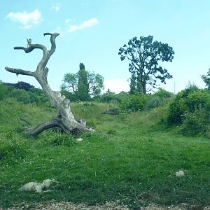 Gorilla enclosure, July 2016