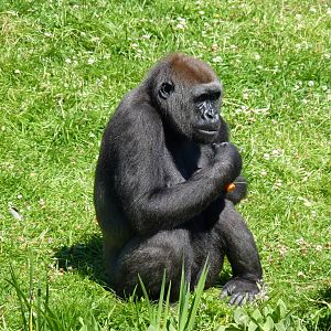 Female Gorilla, Mayani, July 2016