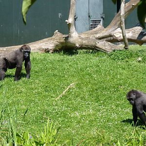 Gorillas, July 2016