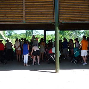 Gorilla viewing window, July 2016