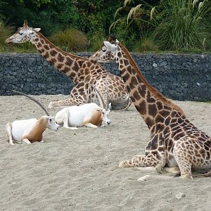 African Savanna, July 2016