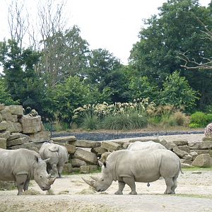 African Savanna, July 2016