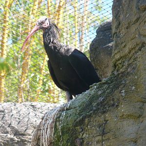 Waldrapp Ibis, July 2016