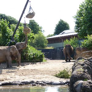 Asian Elephants, July 2016