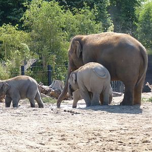 Asian Elephants, July 2016