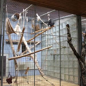 ?quatorium : Enclosure Agile gibbon