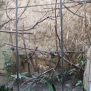 ?quatorium : Aviary Emerald dove and Wood partridge