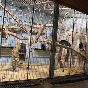 ?quatorium : Enclosure Eastern putty-nosed monkey