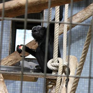 ?quatorium : Agile gibbon