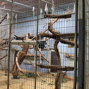 ?quatorium : Enclosure King colobus