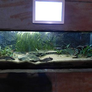 Anderson's Salamander Exhibit