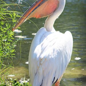 Jul. 2016 - African Journey - Great White Pelican
