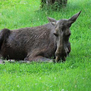 European Elk