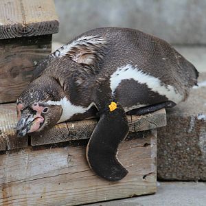 Tired Humboldt penguin