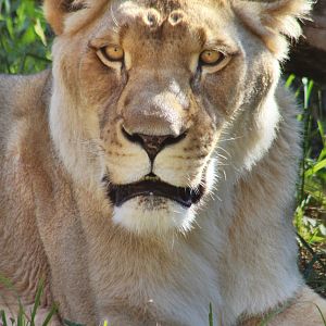 Jul. 2016 - African Journey - Ina