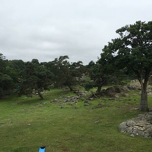 Eurasian forest reindeer exhibit (New species for 2016!)