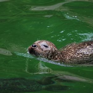 Harbour seals