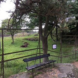 European Elk exhibit